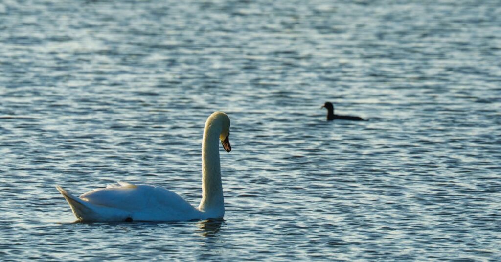『ARIA』の水の都で穏やかな時間を過ごしながら心と向き合う主人公たち