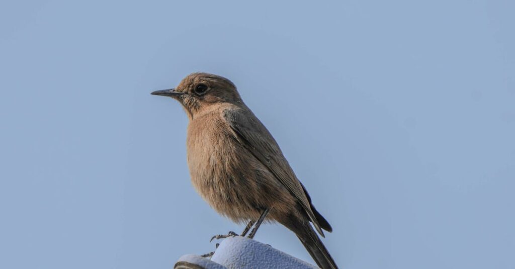 『言の葉の庭』の美しい雨の風景と音が心を落ち着かせる瞑想的なシーン