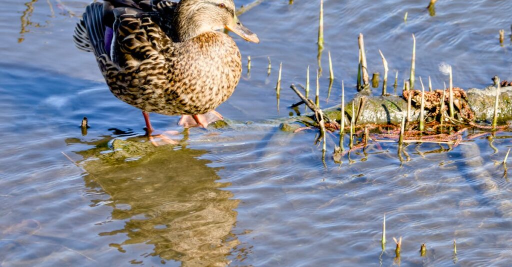 立ち止まる勇気をくれる田舎の風景と優しい時間が描かれた『のんのんびより』の一場面