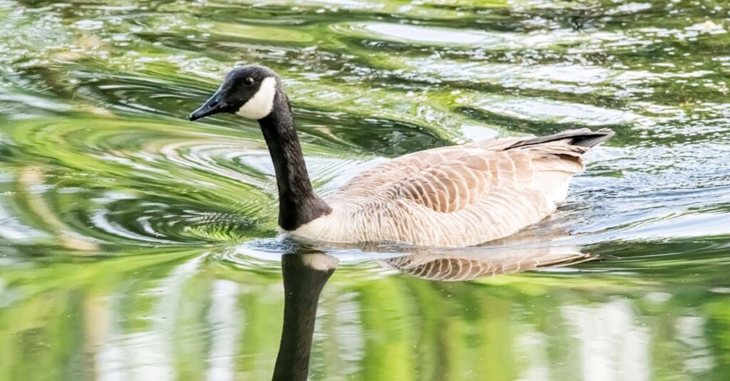 『ARIA』の水の都で穏やかな時間を過ごしながら心と向き合う主人公たち