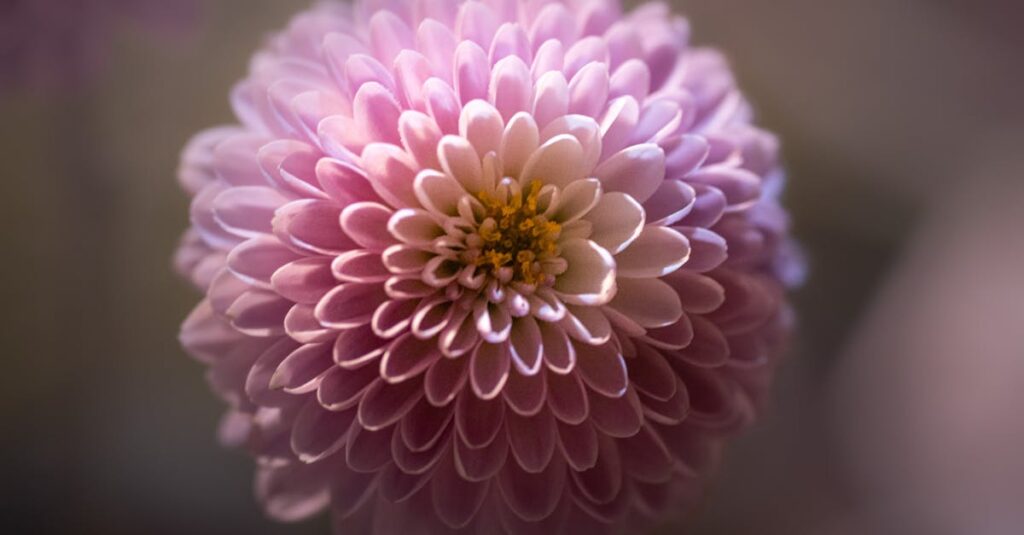 自分を癒すことで愛が花開く、やわらかな朝のイメージ