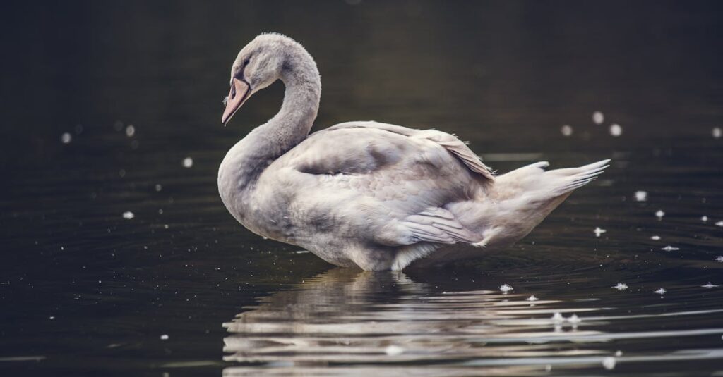 すべてを包み込む水のように、魚座の慈愛と共感を表すイメージ
