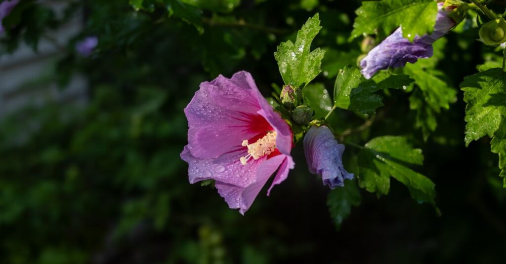 自分を癒すことで愛が花開く、やわらかな朝のイメージ
