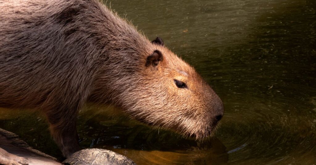 森の中で穏やかに共存する動物たち。それぞれの個性が、人との関わり方に表れている。
