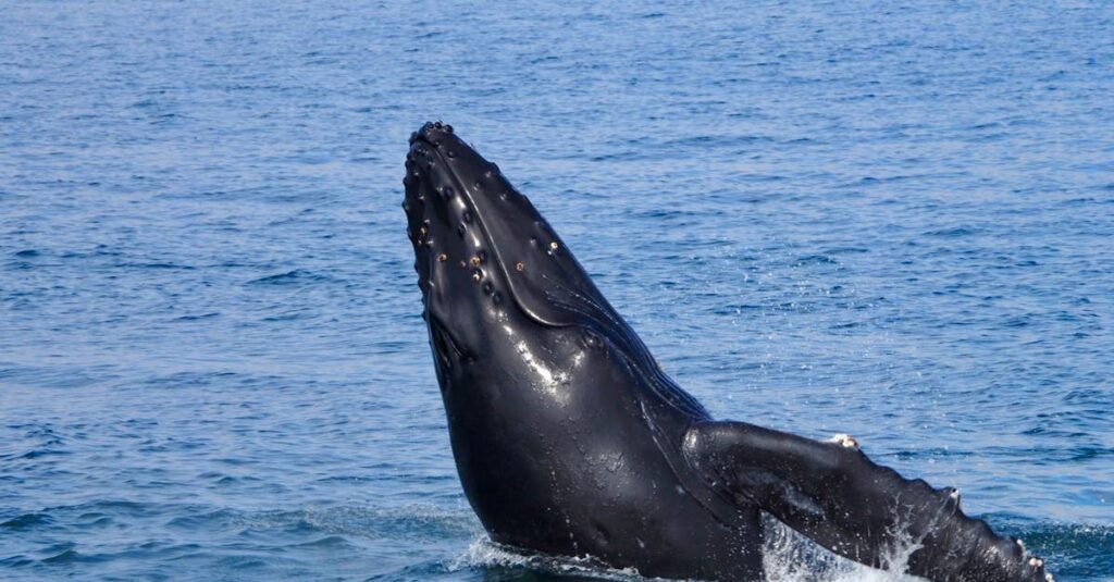 無理に優しく振る舞い疲れて崩れそうなアニメキャラクター