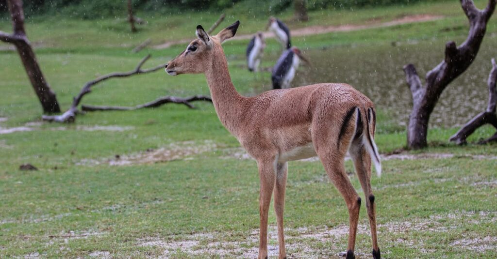 雨の中でそっと孤独と寄り添うアニメキャラクター。静かな共鳴とやさしさに包まれた詩的な雰囲気のシーン
