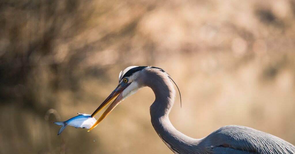 自分の気持ちを選び取る決意をするアニメキャラ