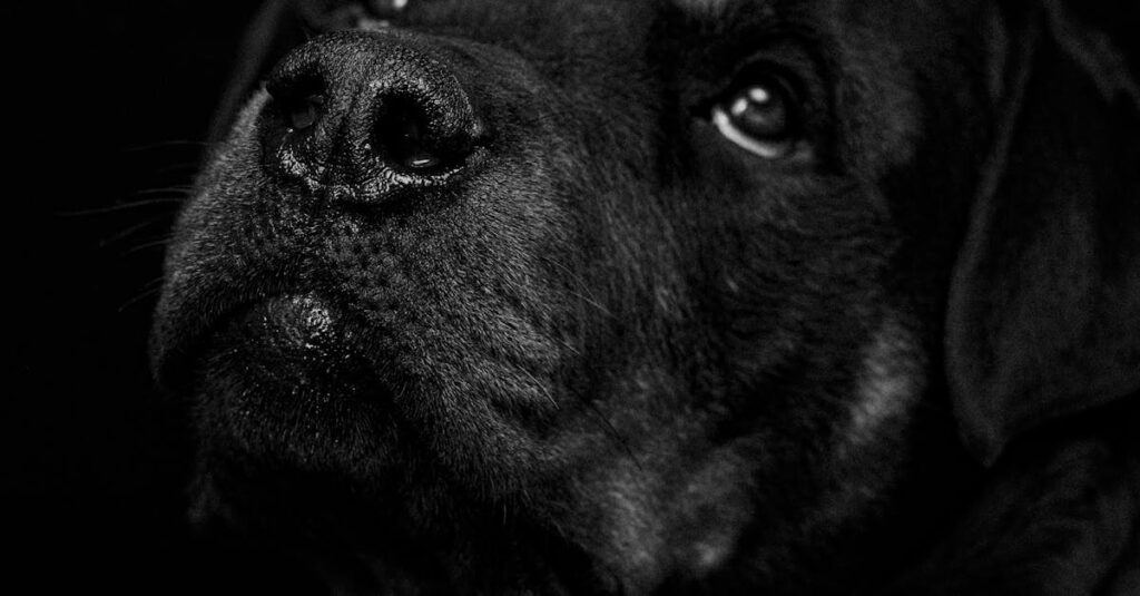 静かな光の中で遠くを見つめるエルフの女性。感情に気づくのに、時間がかかってもいい。