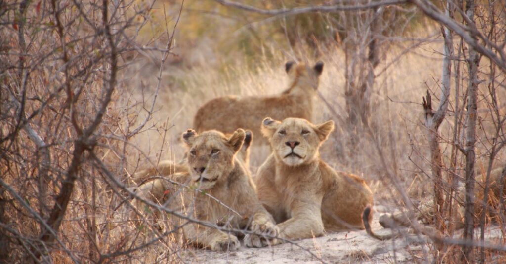 素直になることを恐れるアニメキャラクターの感情の葛藤