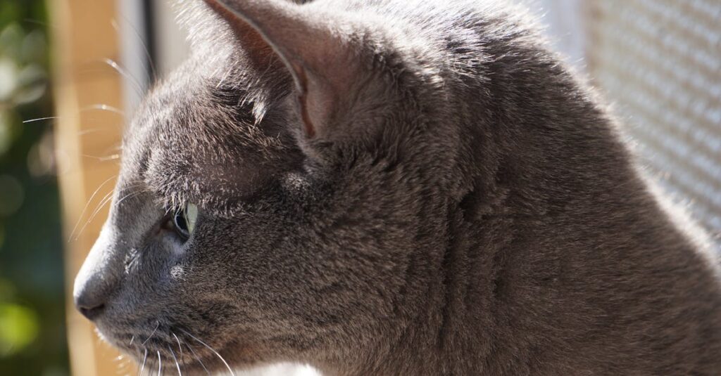 自分の幸せを選んだ優しさと強さを持つアニメキャラクターの笑顔