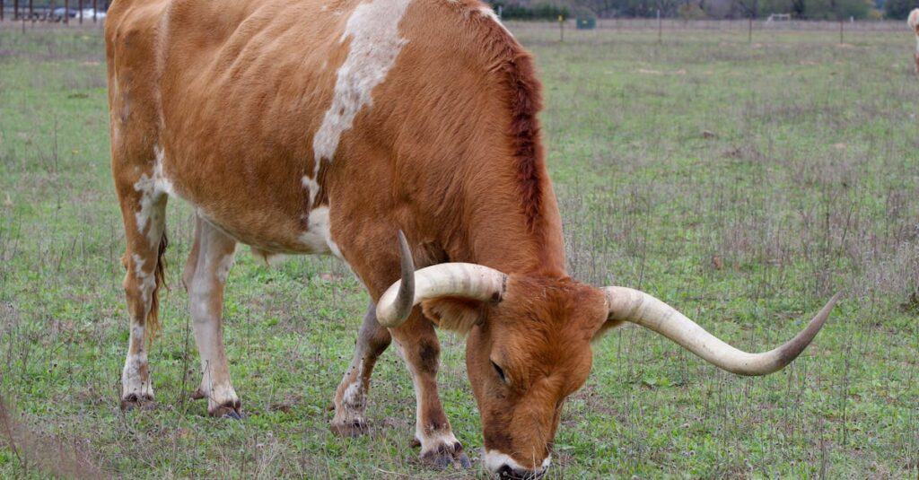 星を背景に自分らしさを信じて生きる猫猫のようなキャラクターのイメージ