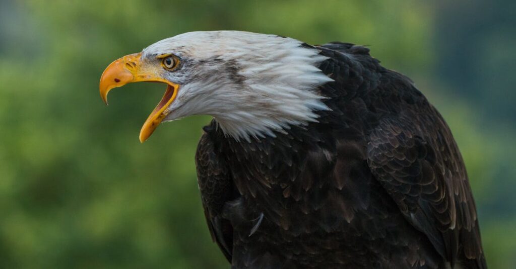 本音を言葉にして心を開くアニメキャラクターたち