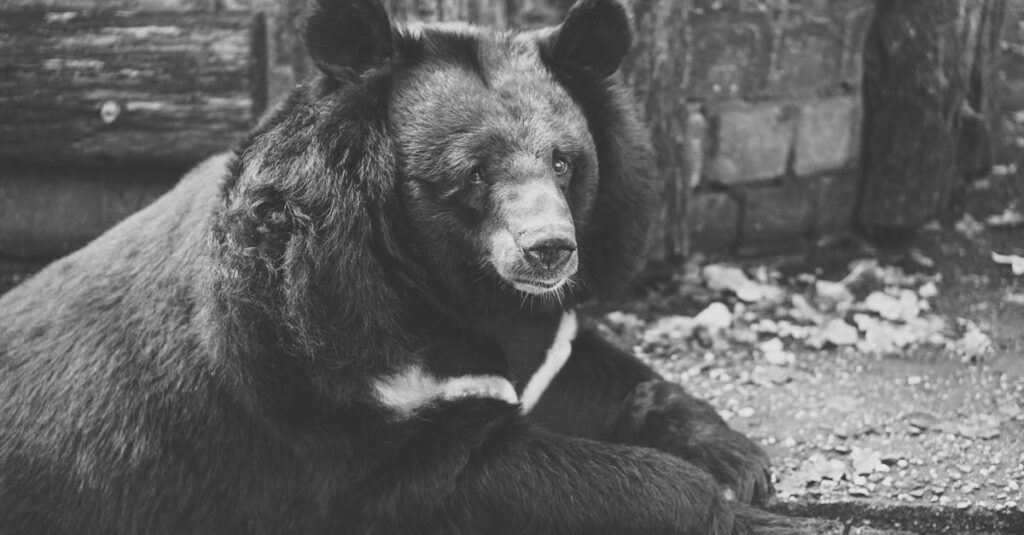 自己犠牲的な行動で孤独を感じるアニメキャラのイメージ