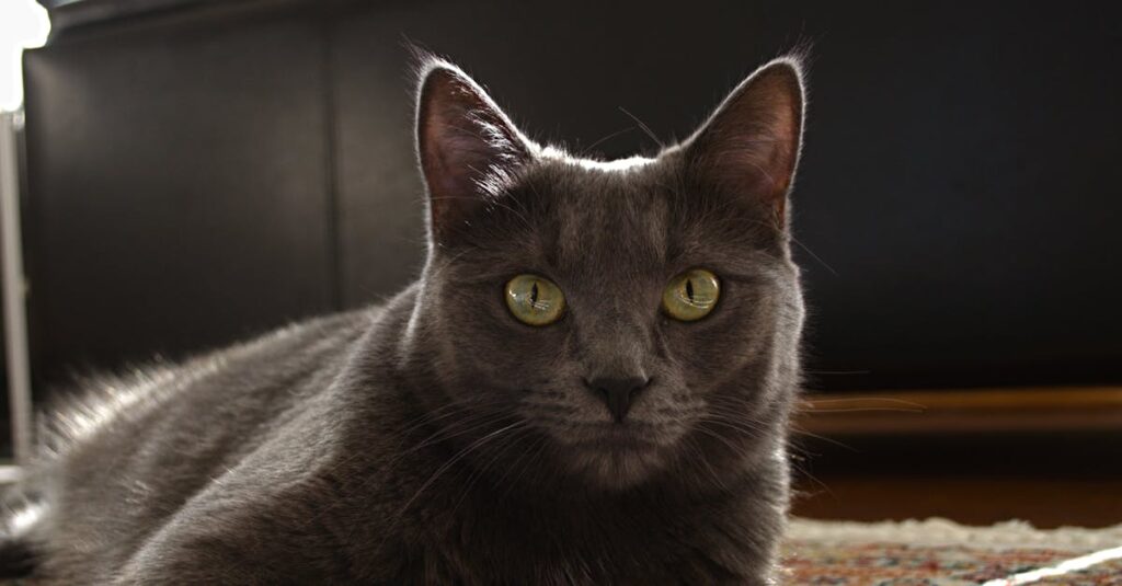 やわらかな光の中でただそこに立つ勇者。語らずとも、その在り方がすべてを伝えていた。