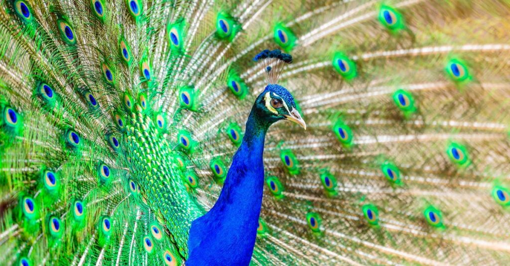 素直な気持ちを表現することで人に好かれるアニメキャラクター