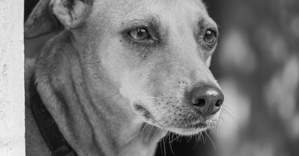 静かな瞳で感情に気づいていくフリーレン、微かな微笑みと切なさ