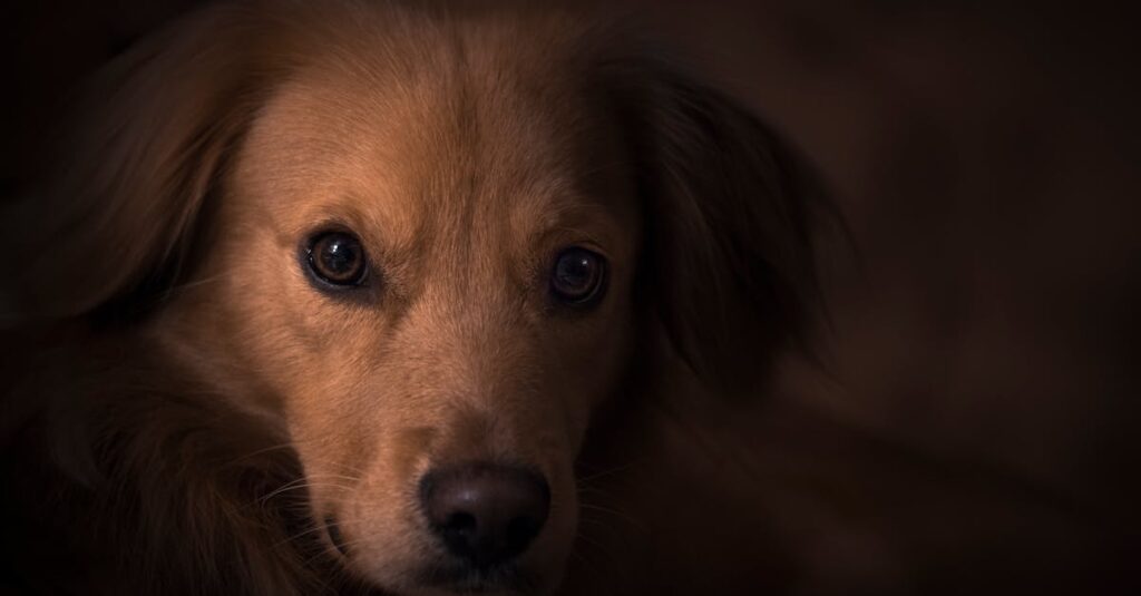 黄金の光の中を歩くトルフィン。長い旅の果てに、父の言葉がようやく届いた。