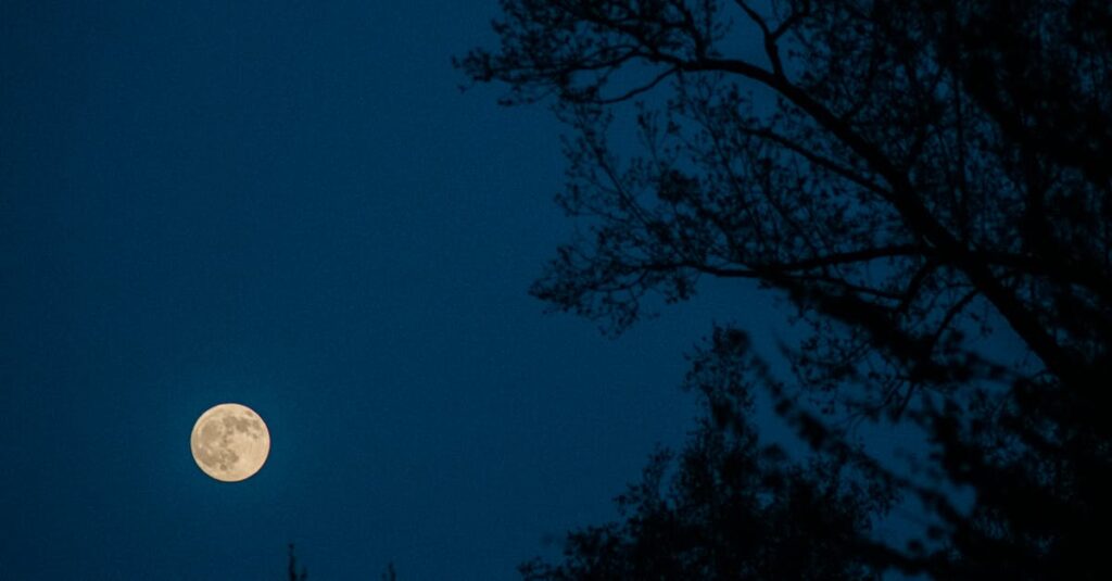 やわらかな月明かりが静かに降り注ぐ夜。何もしなくていい、ただ休んでいい時間。