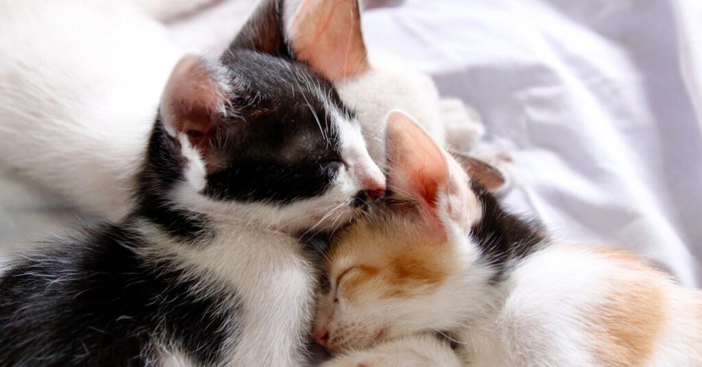 やわらかな光の中で寄り添うお母さん猫と子猫たち。この家族との暮らしが、リモート整体という新しい形を生みました。