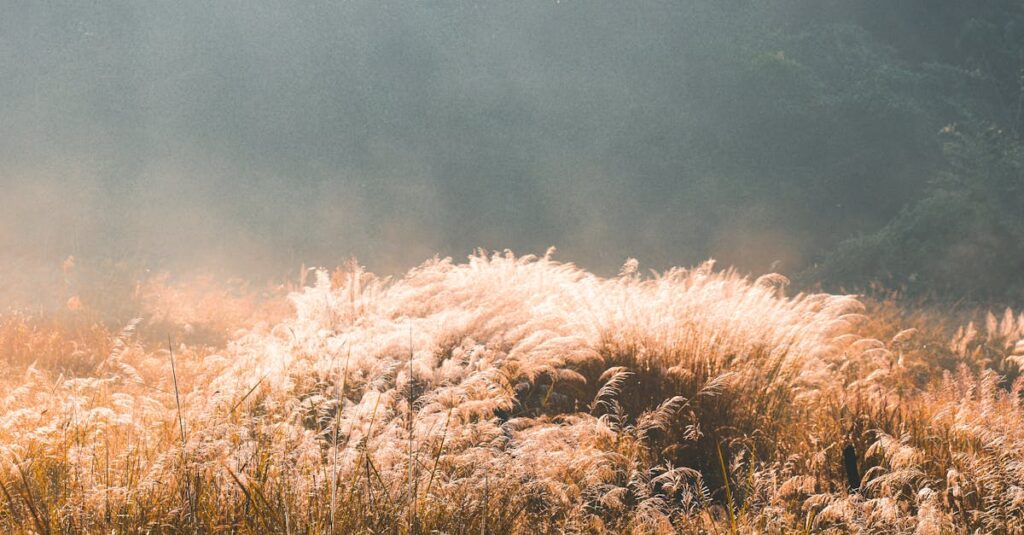 朝日が静かに昇るシーン、心をあたためる太陽の光の象徴的イメージ