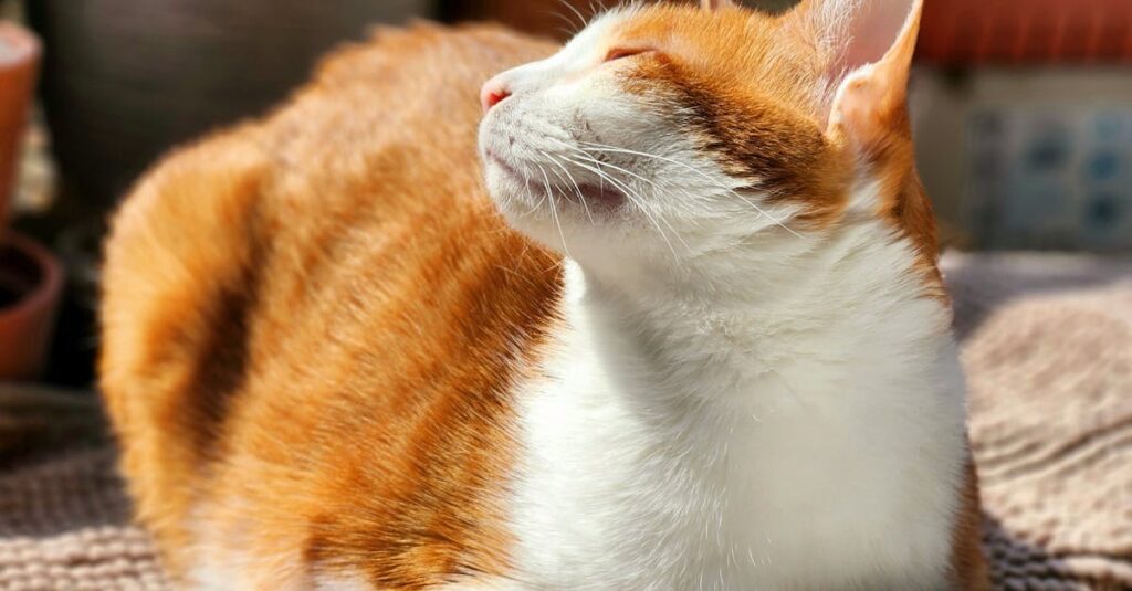 夕暮れの自然の中でただ静かに休む女の子。無理しないことを自分に許す、その時間の豊かさ。