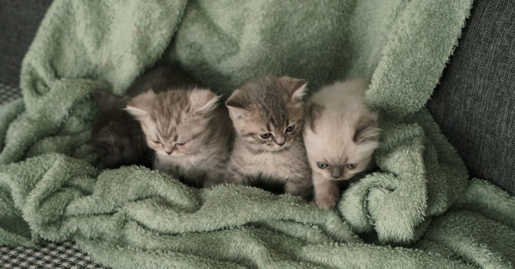 やわらかな光の中で寄り添うお母さん猫と子猫たち。この家族との暮らしが、リモート整体という新しい形を生みました。