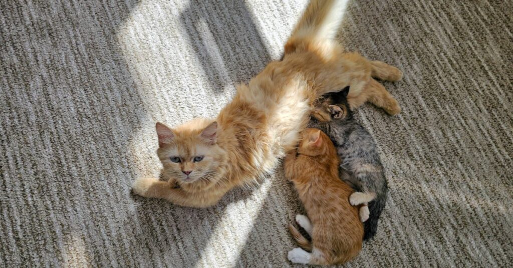 やわらかな光の中で寄り添うお母さん猫と子猫たち。この家族との暮らしが、リモート整体という新しい形を生みました。