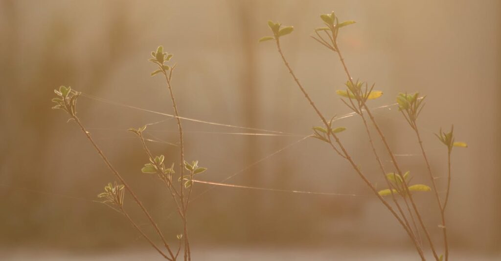 やわらかな金色の光が差し込む夜明け。新しい始まりへの扉が、静かに開こうとしている。