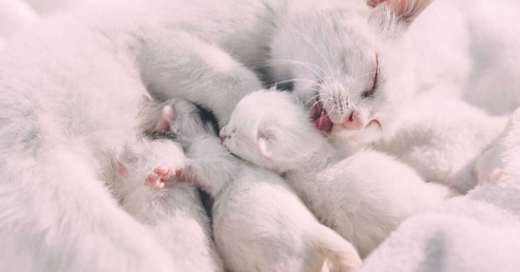 やわらかな光の中で寄り添うお母さん猫と子猫たち。この家族との暮らしが、リモート整体という新しい形を生みました。