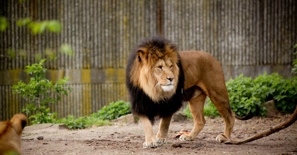 ３月のライオンの穏やかな夕暮れの街と登場人物たち、孤独と優しさが交錯する情景