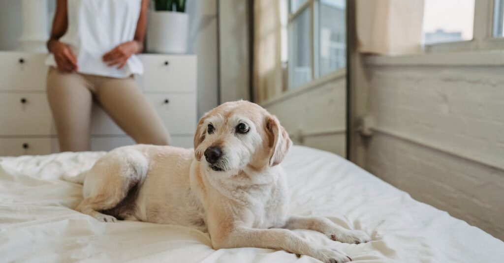 何もしない時間をやさしく描いたアニメの癒しのシーンのイメージ