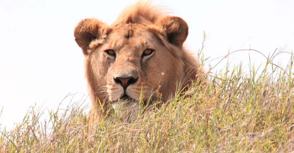３月のライオンの温かな日常と人のぬくもりを感じる場面