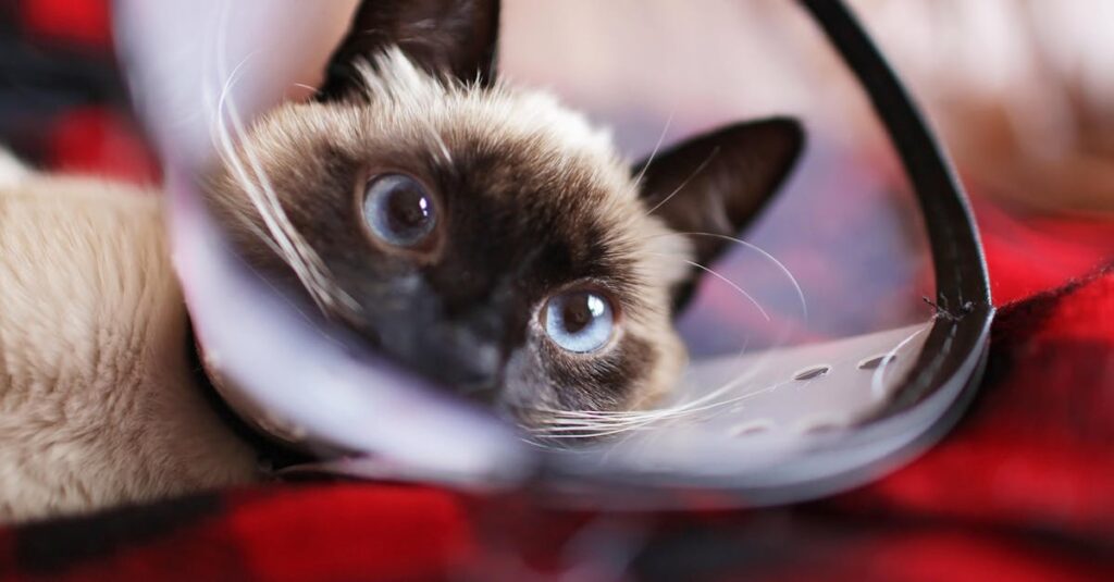 日常の中で笑いと癒しをくれるアニメの光景、キャラクターたちがほっとするシーン