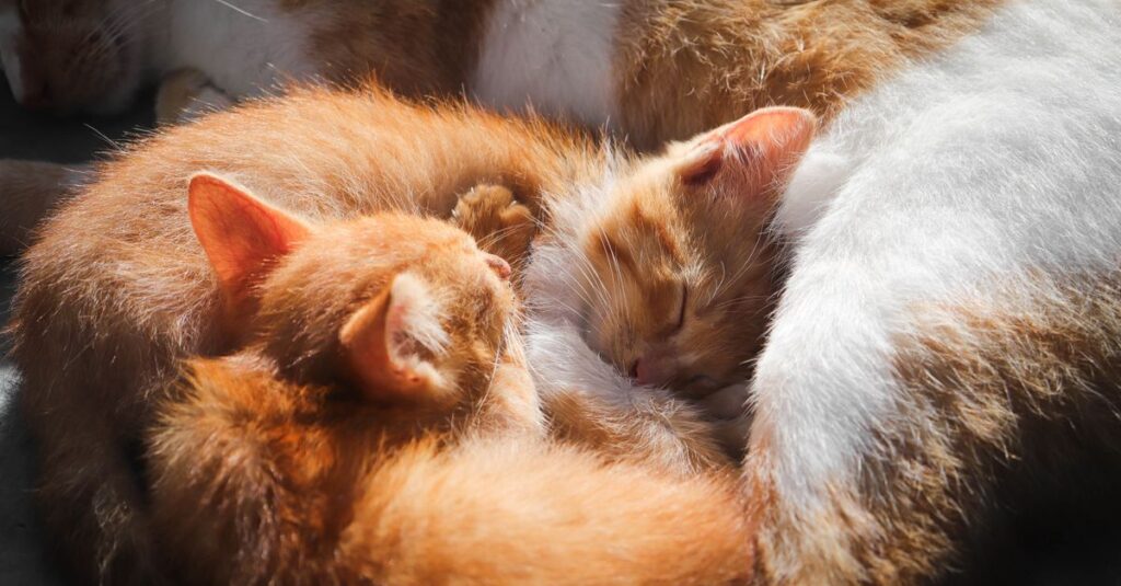 やわらかな光の中で寄り添うお母さん猫と子猫たち。この家族との暮らしが、リモート整体という新しい形を生みました。