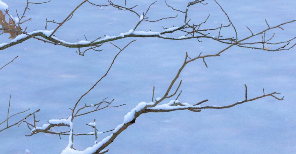 雪の中で静かに佇む冬の木。動いていないように見えて、その内側では春への準備が続いている。