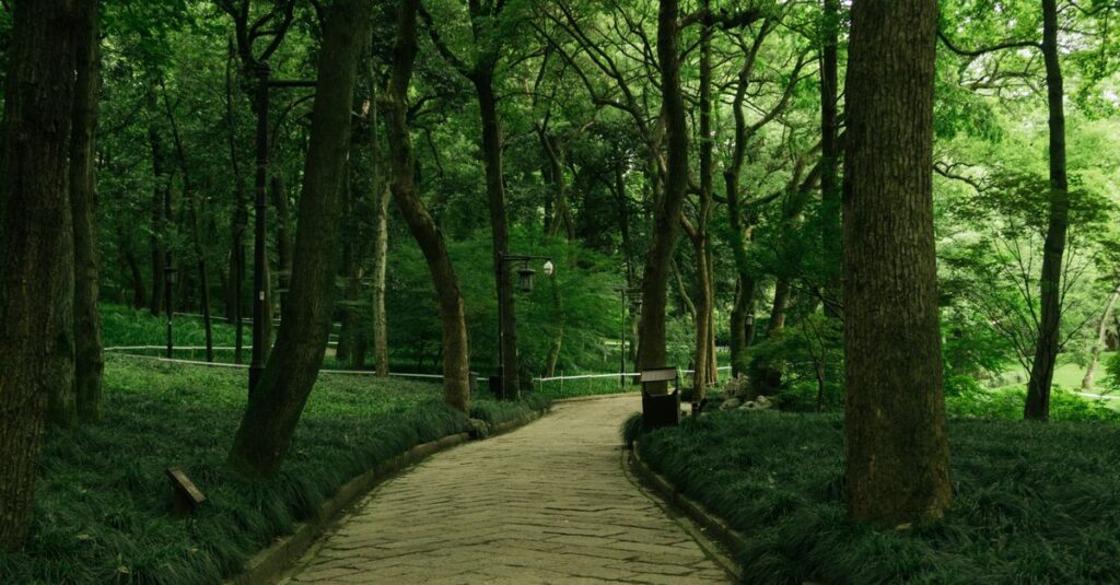 木漏れ日の中の静かな小道。迷いながら歩んできた道が今につながっていることを象徴する風景。