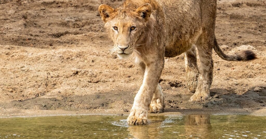 水面に映る柔らかな光。痛みを知ることで生まれる優しさと再生の象徴的な風景。