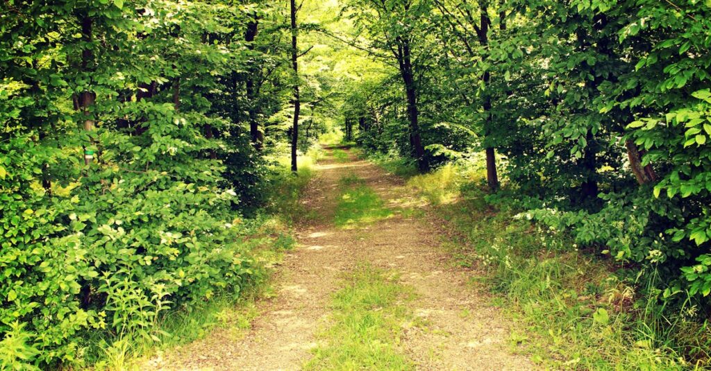 木漏れ日の中の静かな小道。迷いながら歩んできた道が今につながっていることを象徴する風景。