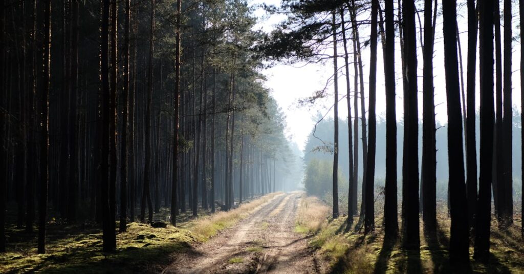 木漏れ日の中を続く小道。小さな積み重ねが未来へと続く様子を象徴する風景。