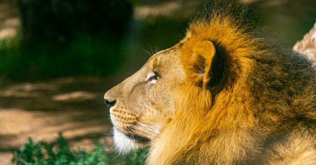 あたたかな食卓の光に包まれる川本三姉妹と桐山零。心のつながりと優しさの象徴的なシーン。