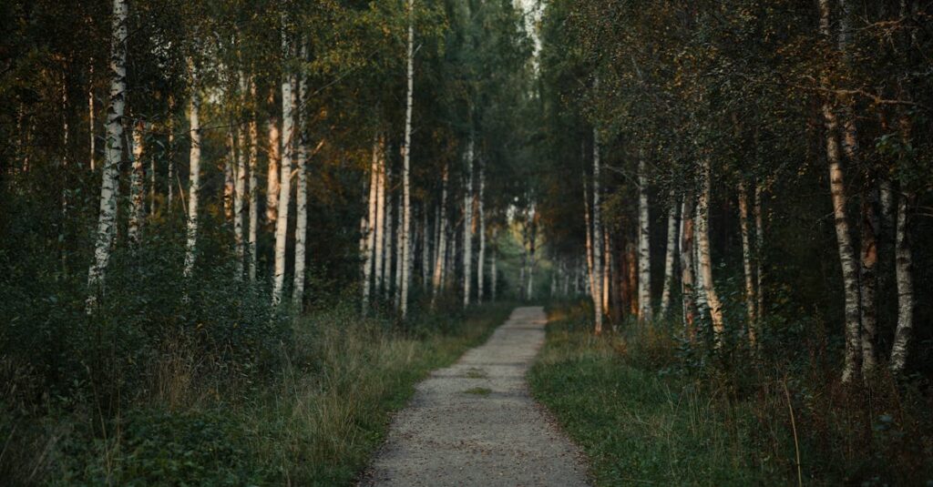 夕暮れの小道に差し込む光。急がなくても、確かに進んでいる時間がある。