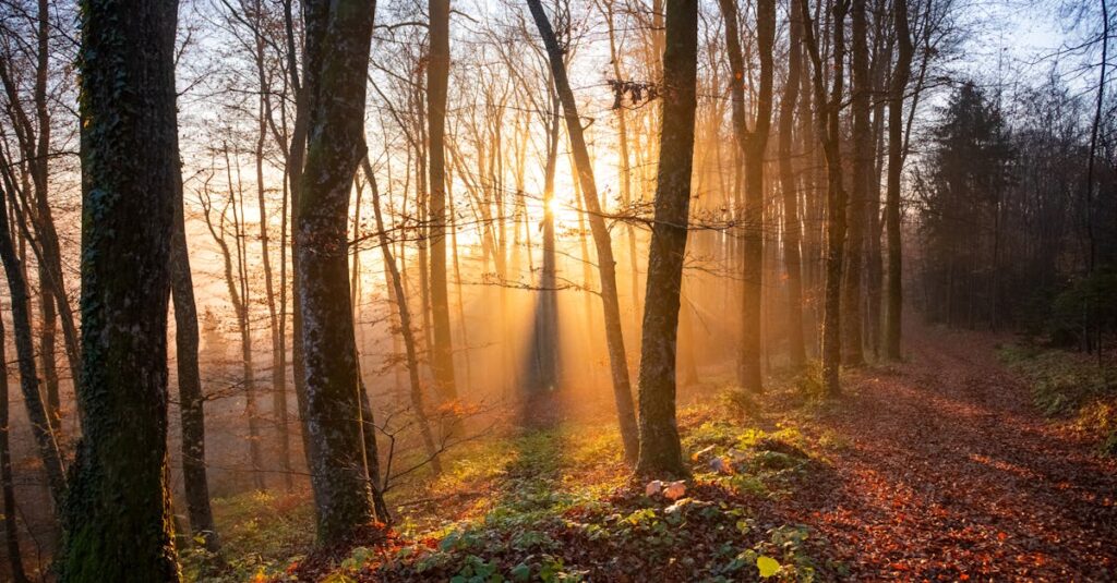 やわらかな光の中で静かに一歩を踏み出す足元。五年後を決めなくていい。今の一マスでいい。