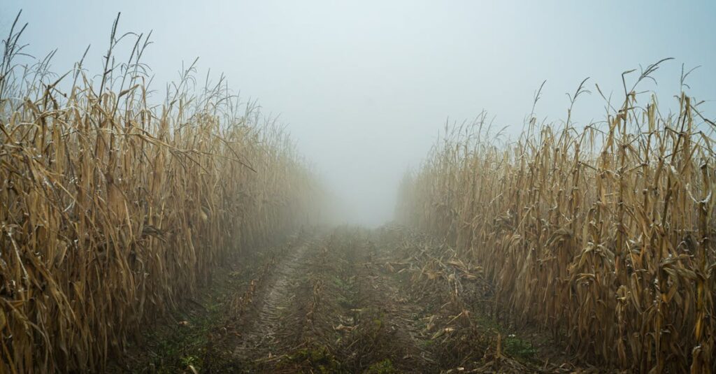 霧の中を一歩だけ踏み出す静かな情景。こわさを抱えたまま前に進む小さな勇気を象徴する風景。