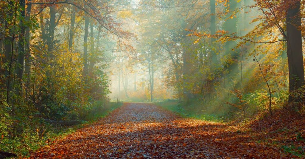 木漏れ日の中の静かな小道。迷いながら歩んできた道が今につながっていることを象徴する風景。