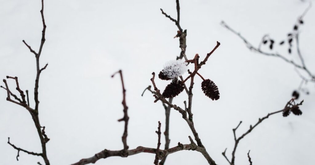 雪の中で静かに佇む冬の木。動いていないように見えて、その内側では春への準備が続いている。