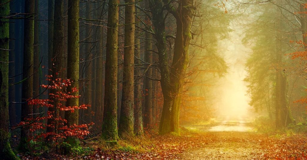 木漏れ日の中を続く小道。小さな積み重ねが未来へと続く様子を象徴する風景。