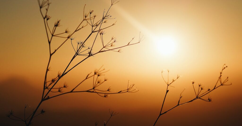 やわらかな朝の光。わかってもらえなくても消えない想いを象徴する風景。