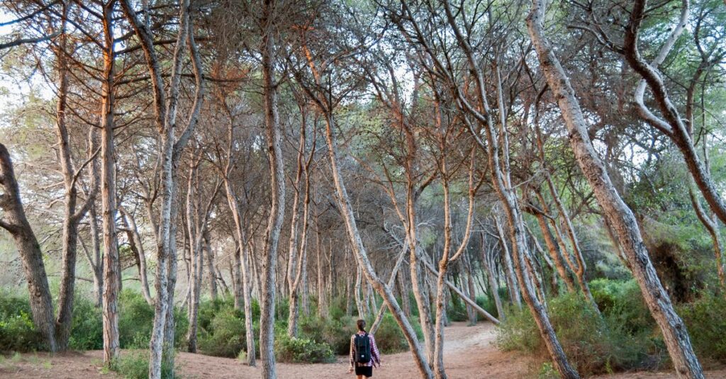 森の小道をゆっくり歩くエルフの女性。急がない旅の静かな美しさを象徴する風景。