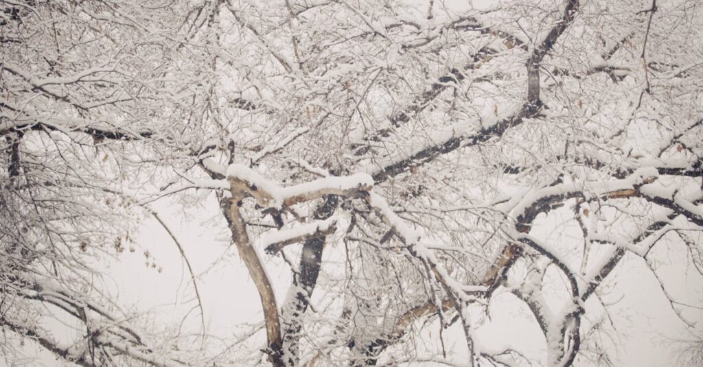 雪の中で静かに佇む冬の木。動いていないように見えて、その内側では春への準備が続いている。