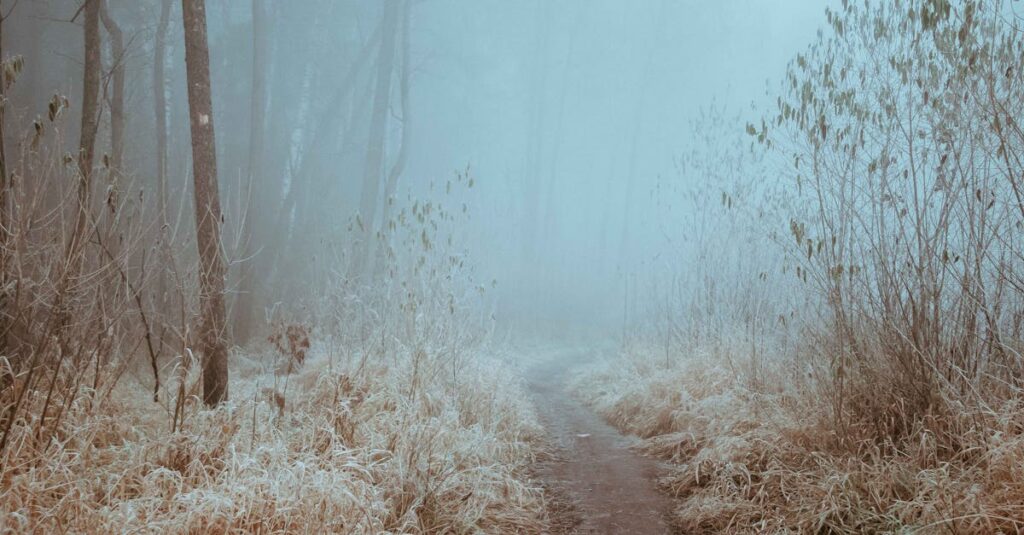 calm path with soft light quiet decision gentle atmosphere